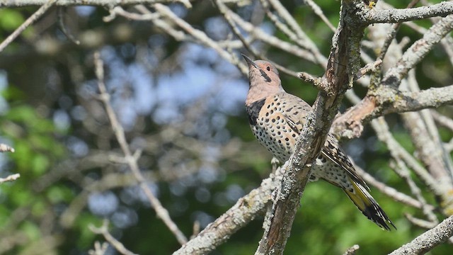 Northern Flicker - ML641719825
