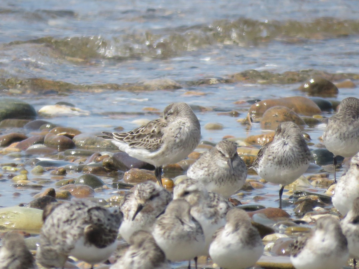 White-rumped Sandpiper - ML641719851