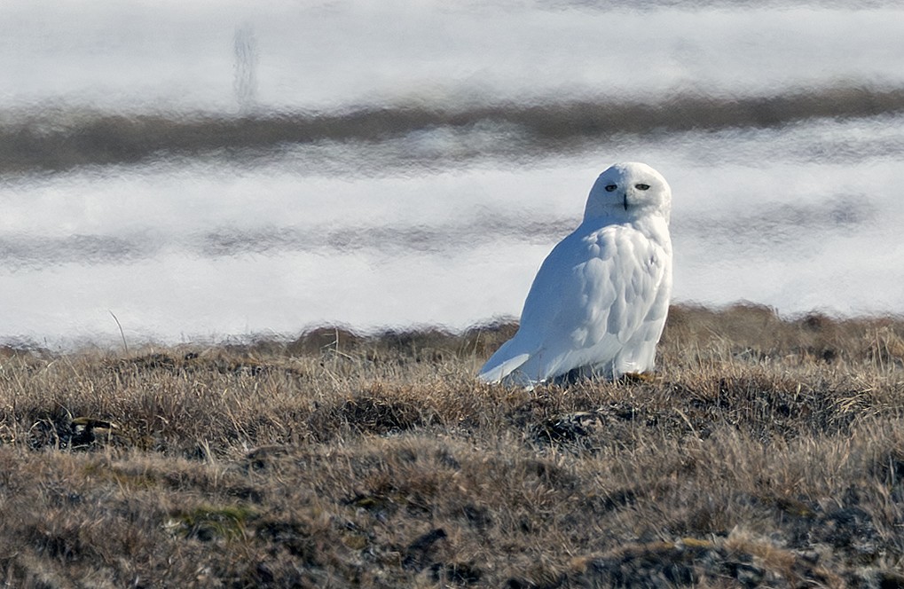 Snowy Owl - ML641719884