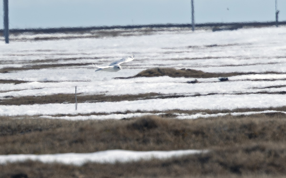 Snowy Owl - ML641719887