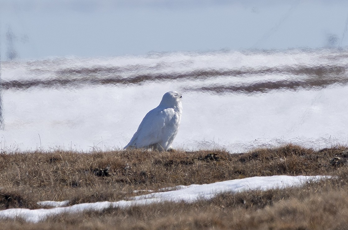 Snowy Owl - ML641719900