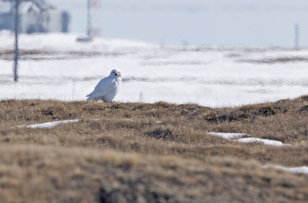 Snowy Owl - ML641719901
