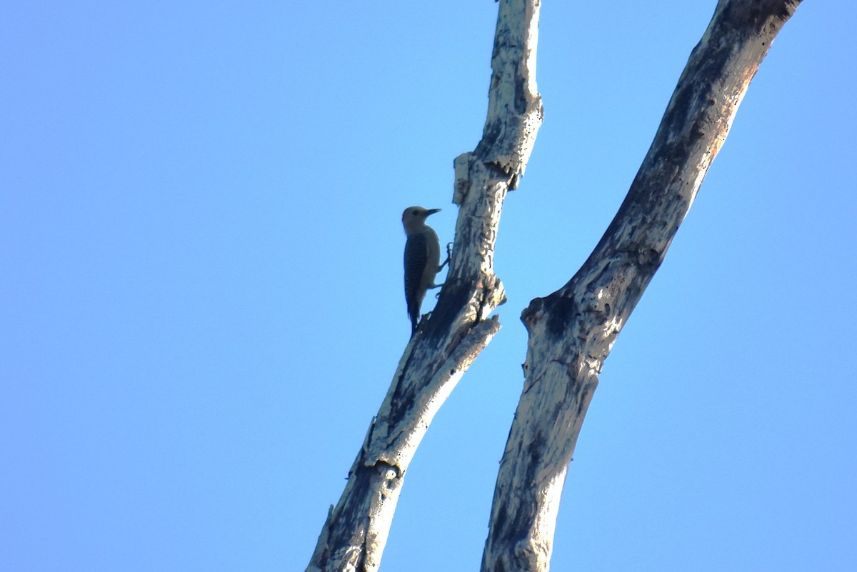 Yucatan Woodpecker - ML641719926