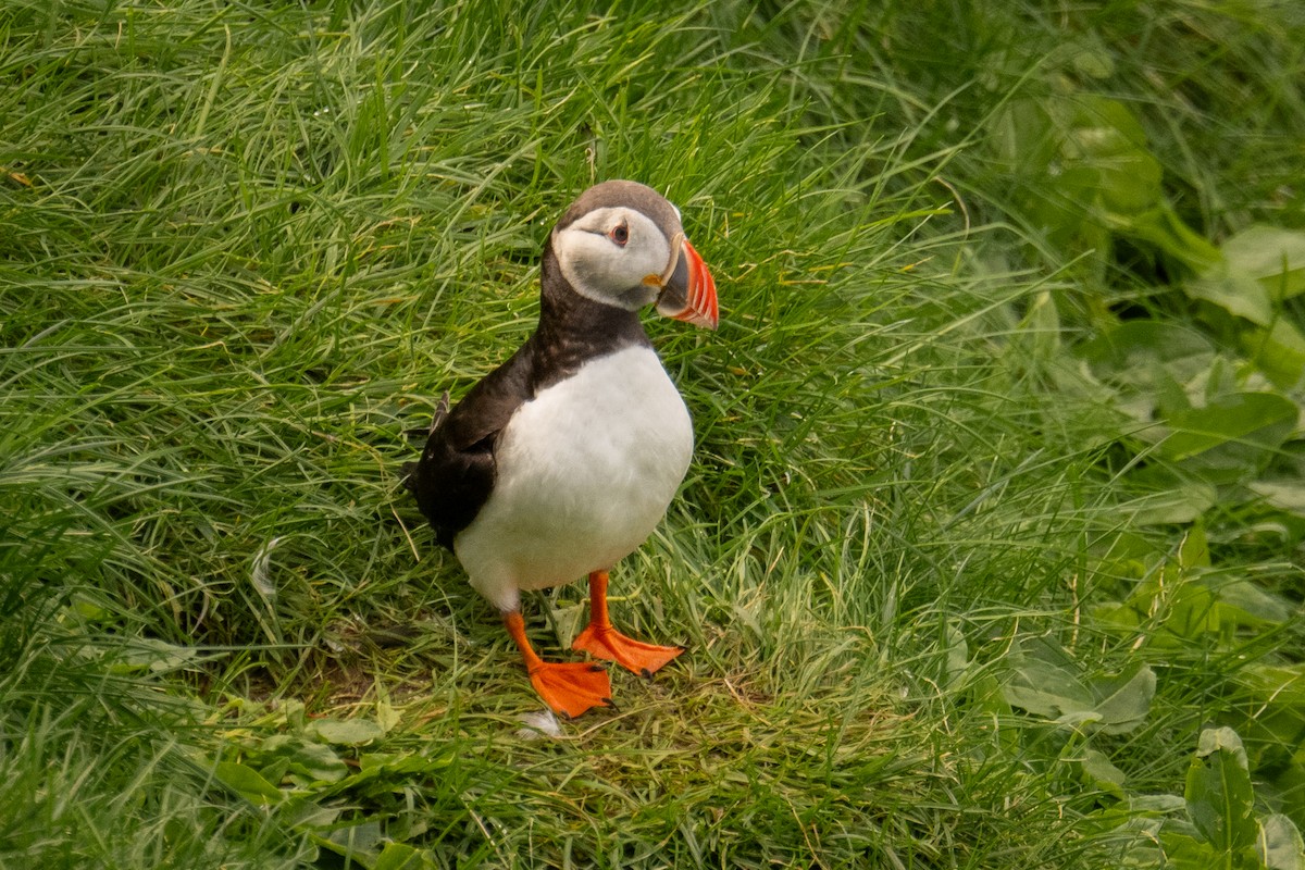 Atlantic Puffin - ML641719951