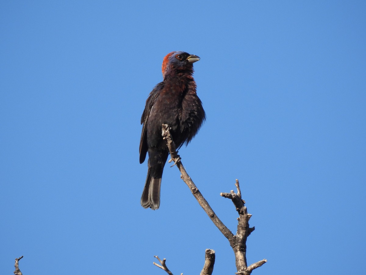 Varied Bunting - ML641719962