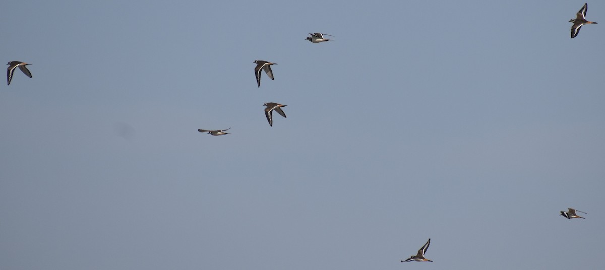 Killdeer - ML641719975