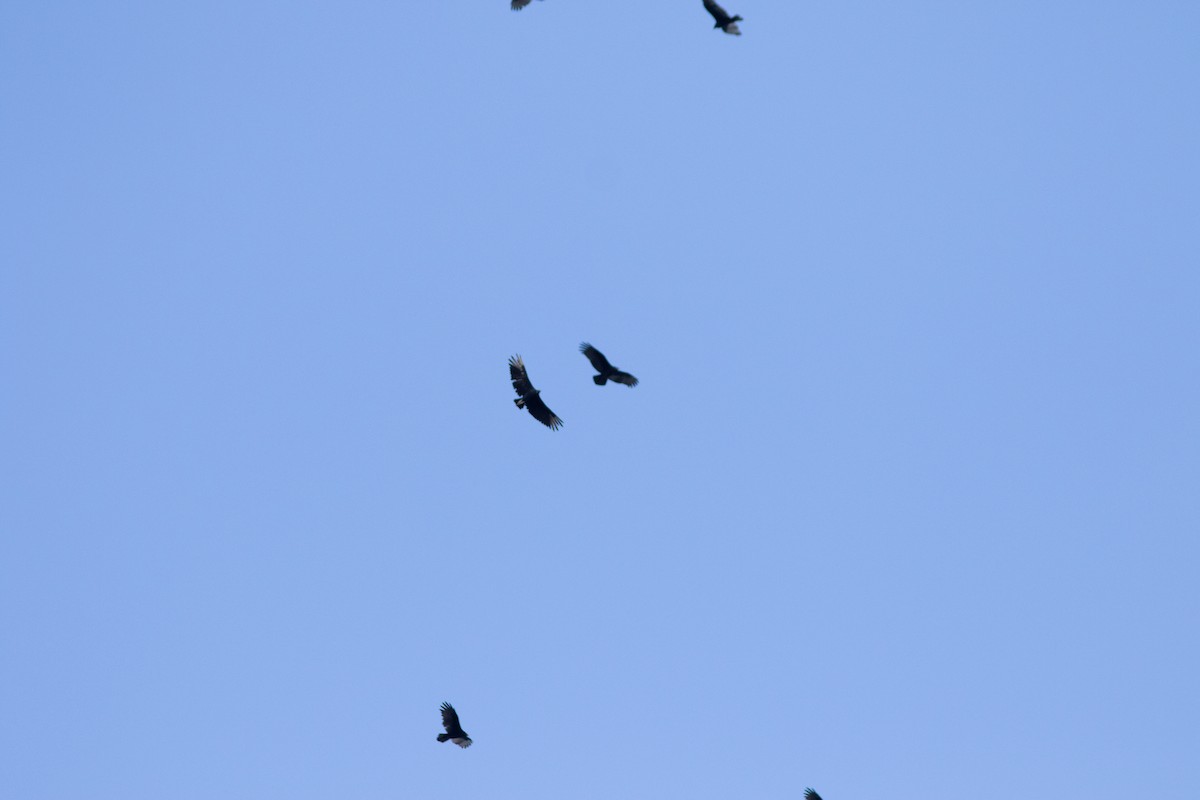 Black Vulture - ML641719986