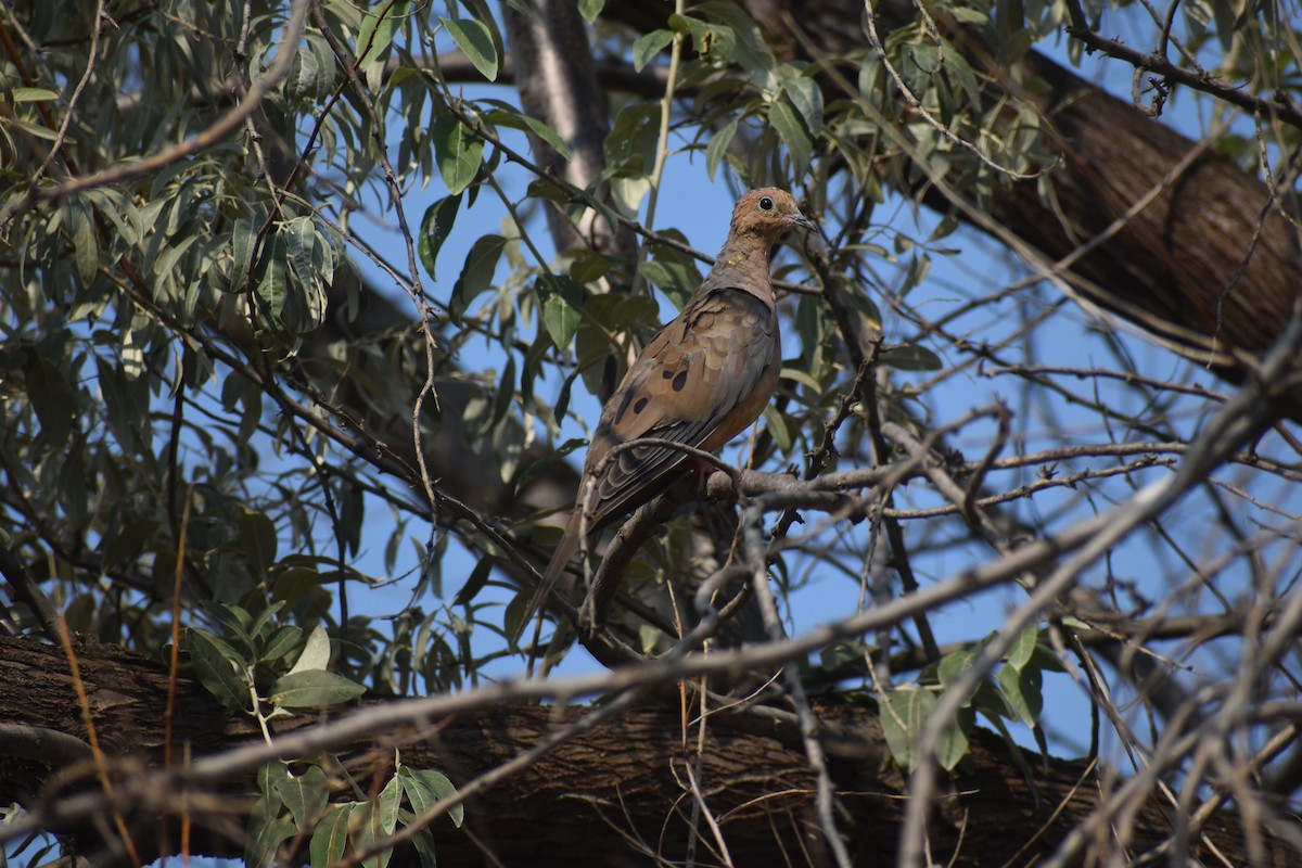 Mourning Dove - ML641720009