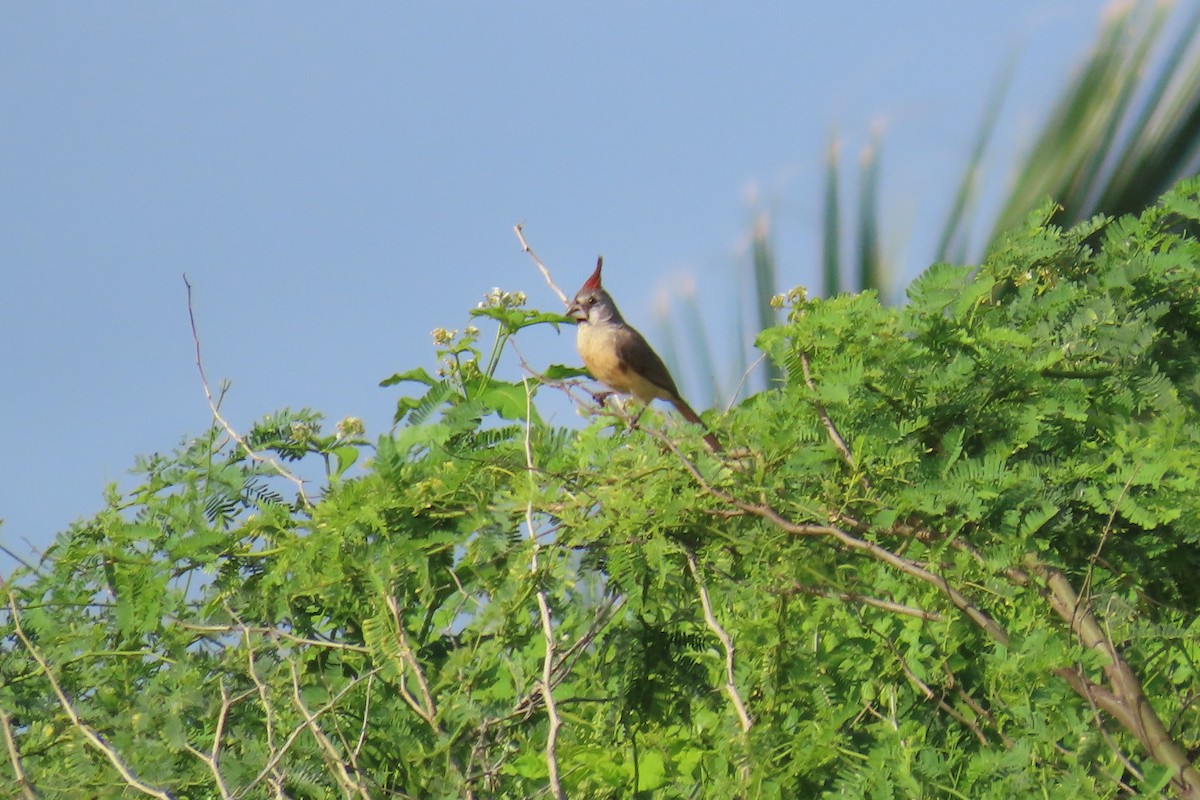 Vermilion Cardinal - ML641720023