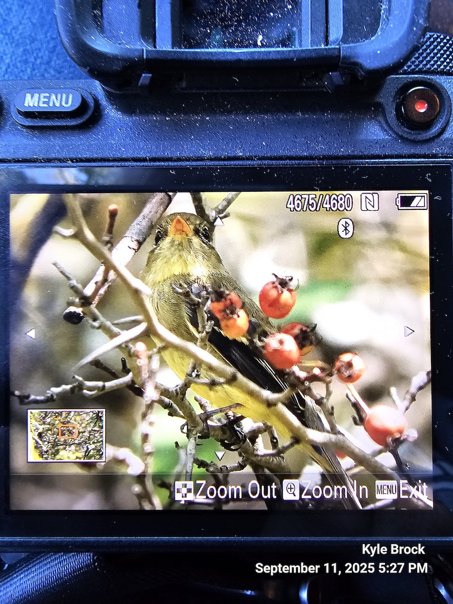 Yellow-bellied Flycatcher - ML641720037