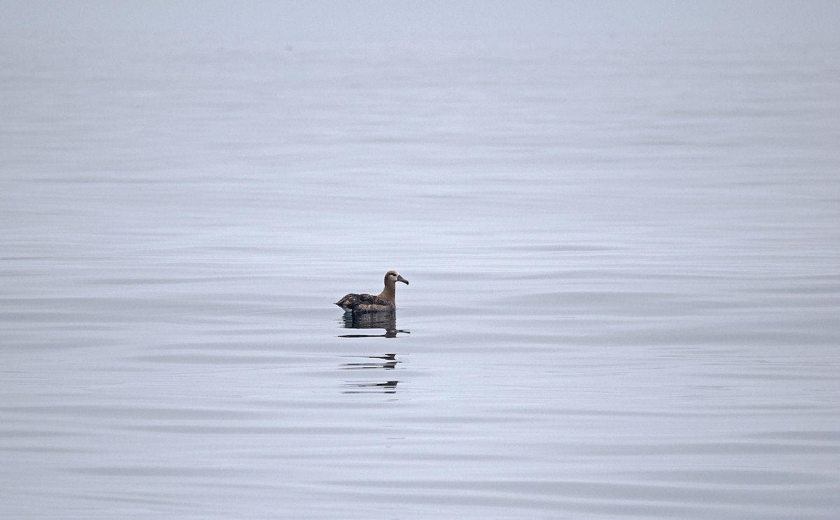 Black-footed Albatross - ML641720044