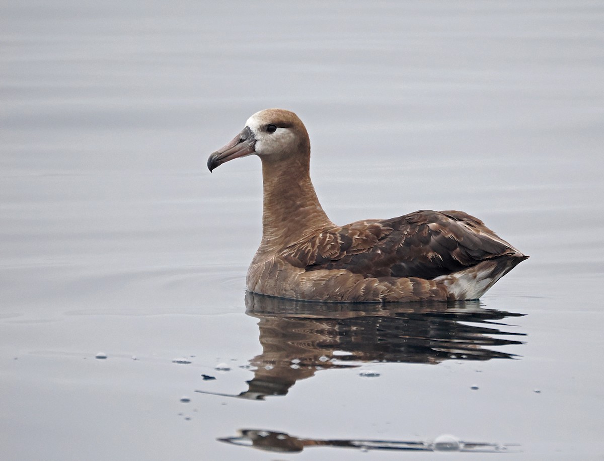Black-footed Albatross - ML641720046