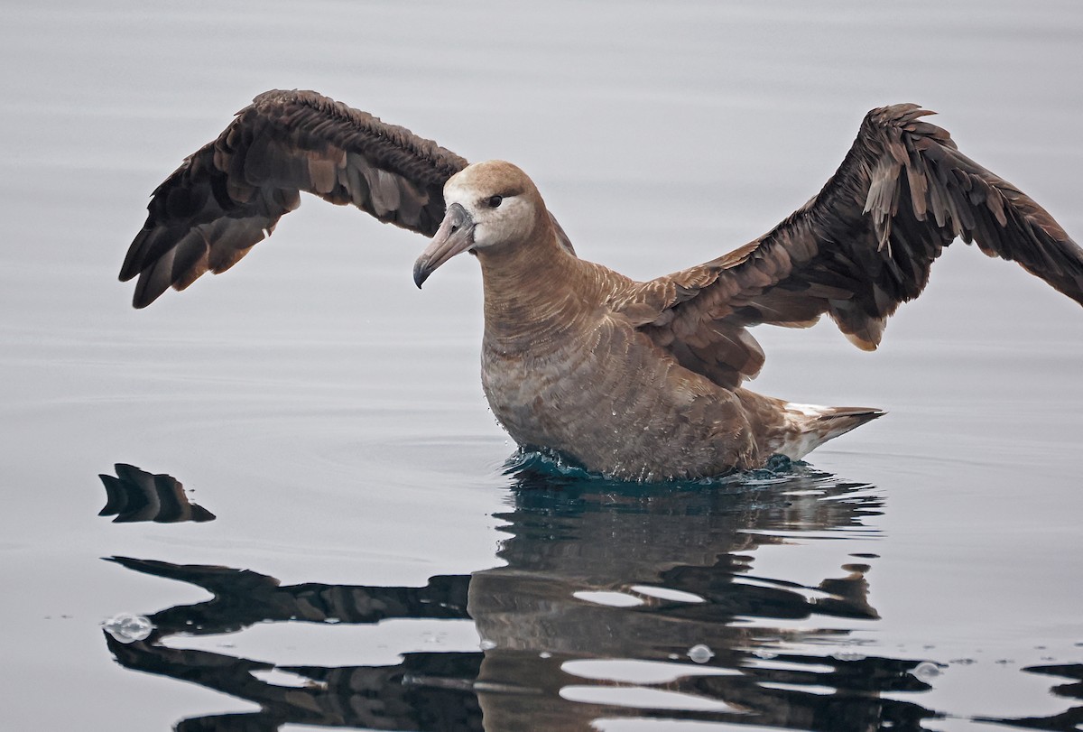 Black-footed Albatross - ML641720047