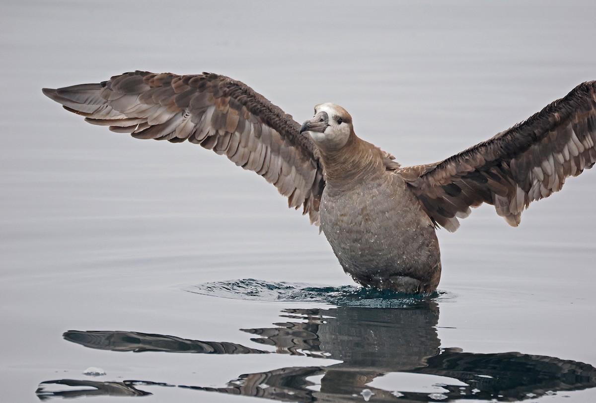 Black-footed Albatross - ML641720051