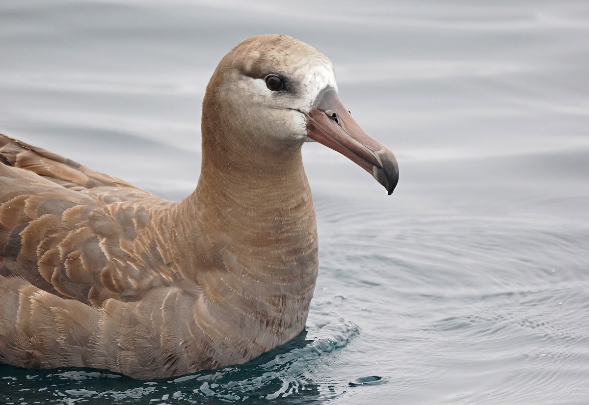 Black-footed Albatross - ML641720053