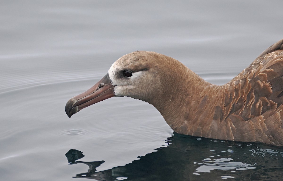 Black-footed Albatross - ML641720054