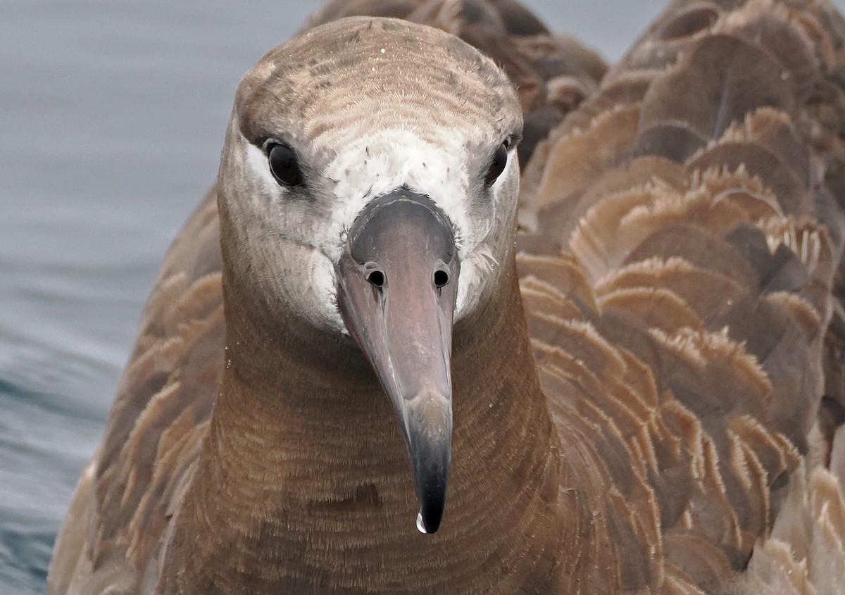 Black-footed Albatross - ML641720055