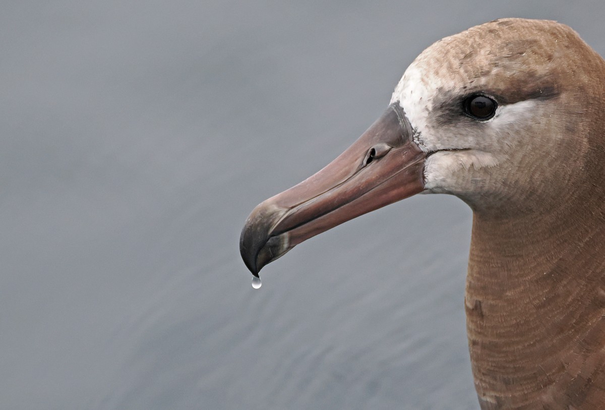 Black-footed Albatross - ML641720060