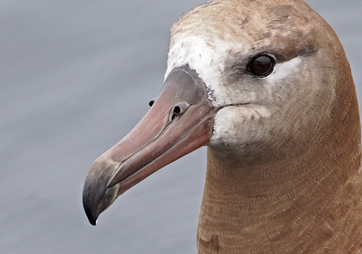 Black-footed Albatross - ML641720066