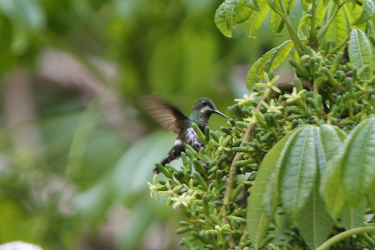 Black-bellied Thorntail - ML641720089