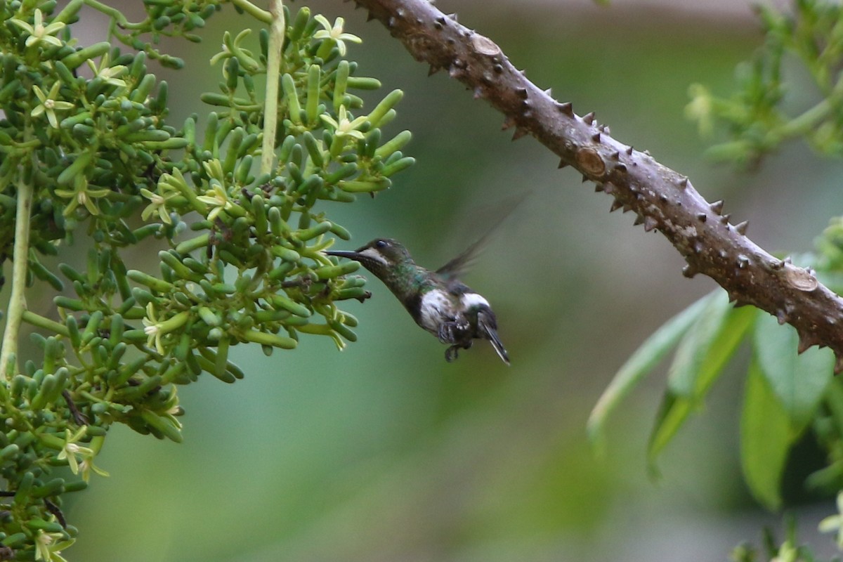 Black-bellied Thorntail - ML641720090