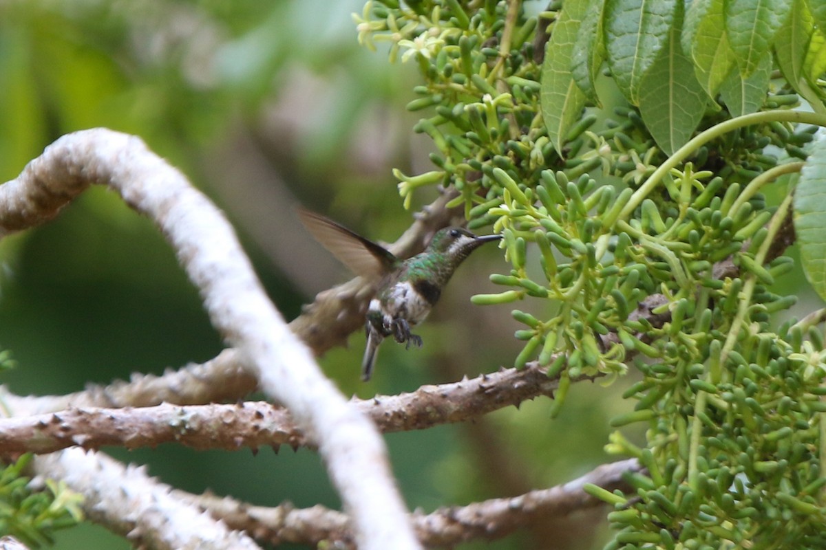 Black-bellied Thorntail - ML641720091