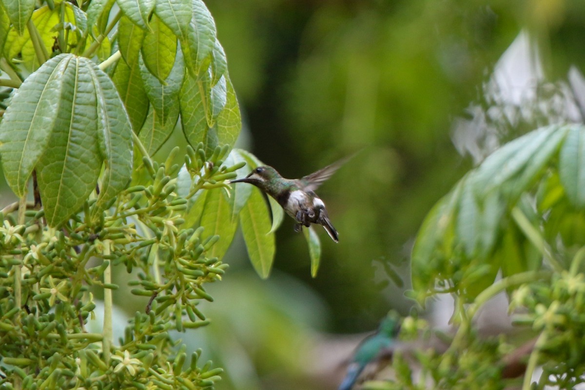 Black-bellied Thorntail - ML641720092