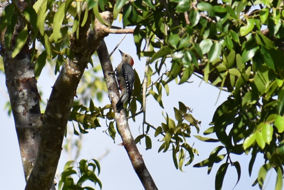 Yucatan Woodpecker - ML641720100