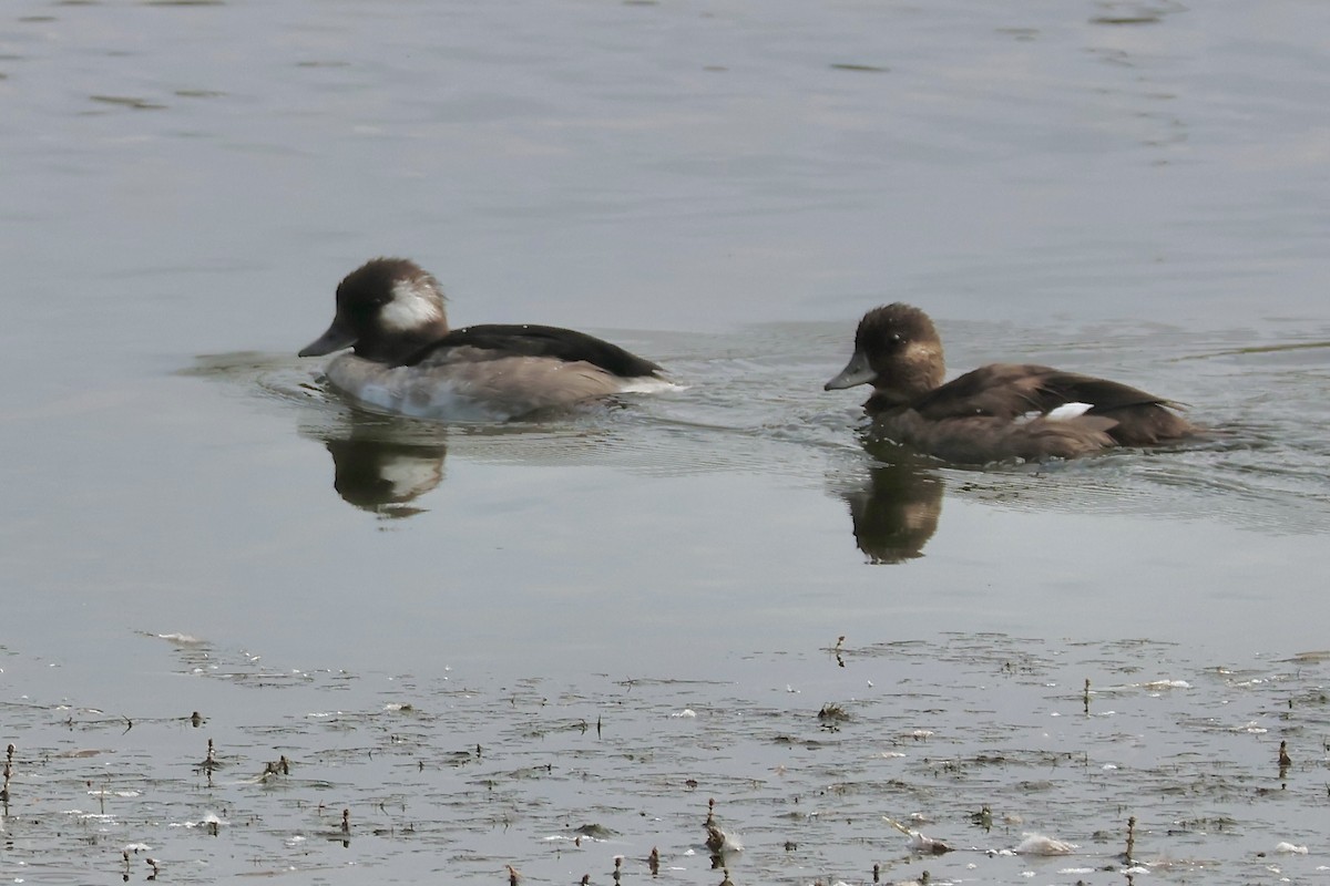 Bufflehead - ML641720119