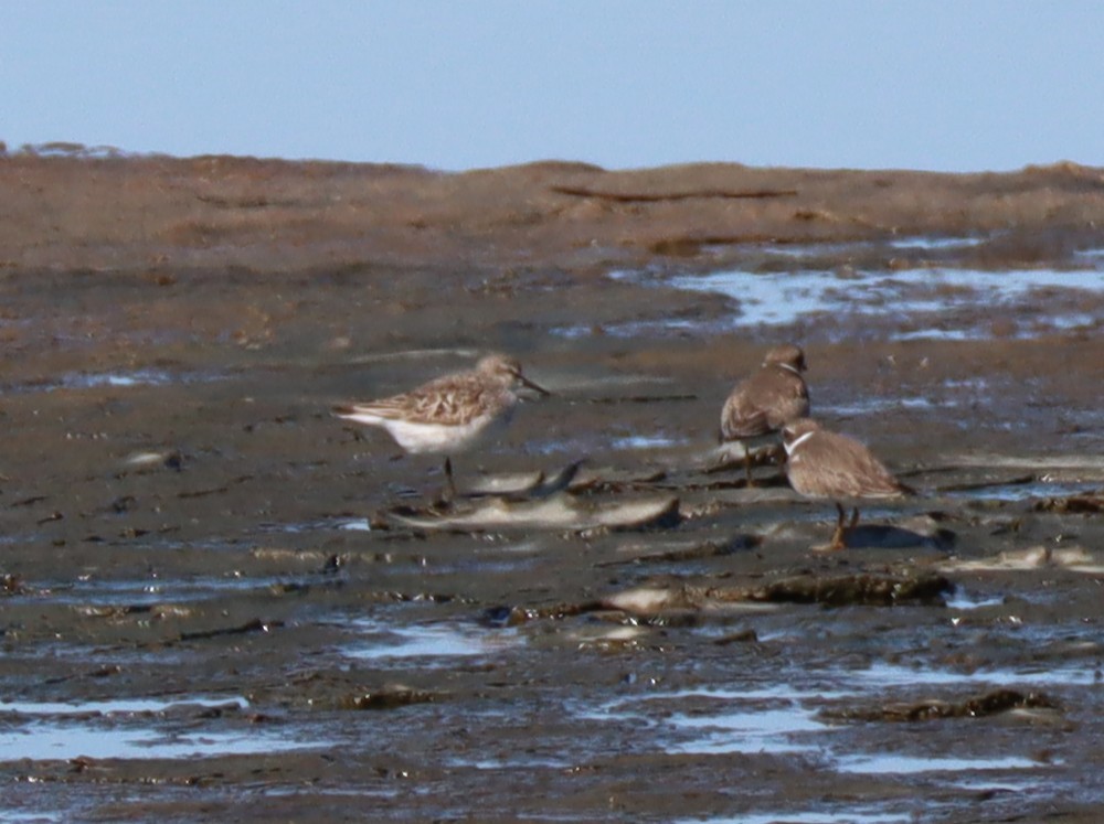 White-rumped Sandpiper - ML641720121