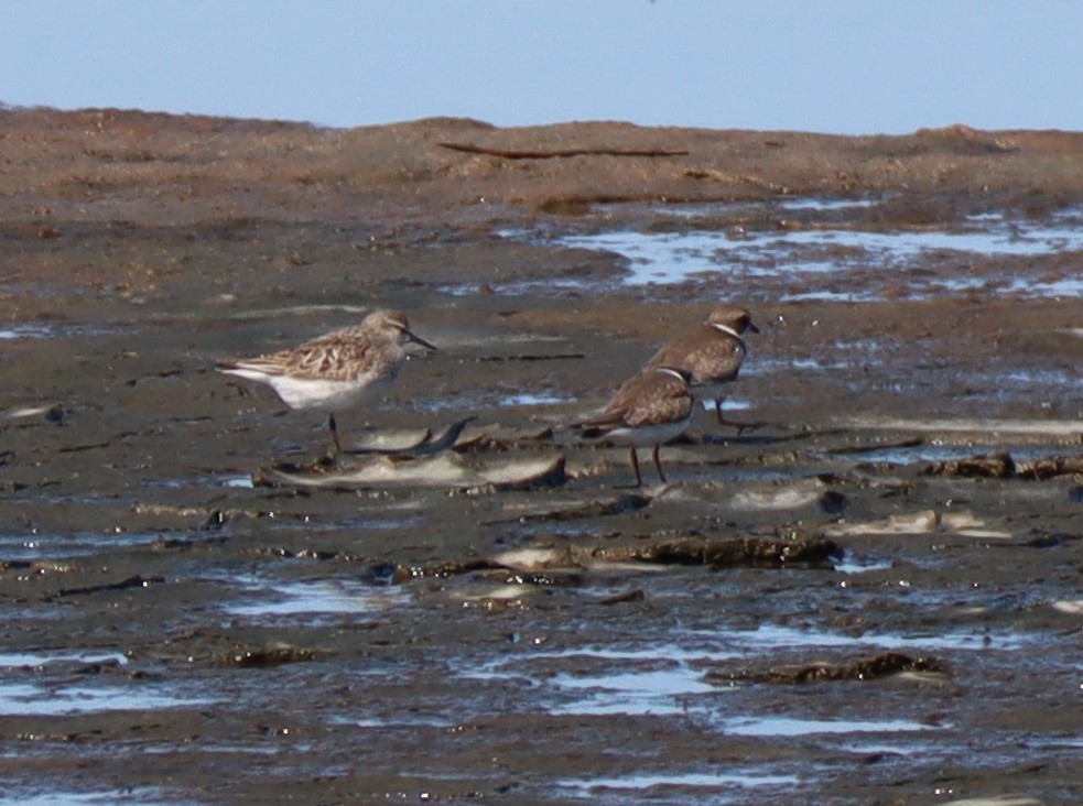 White-rumped Sandpiper - ML641720122