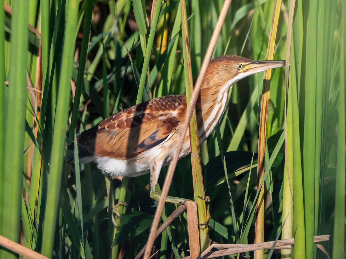 Least Bittern - ML641720135