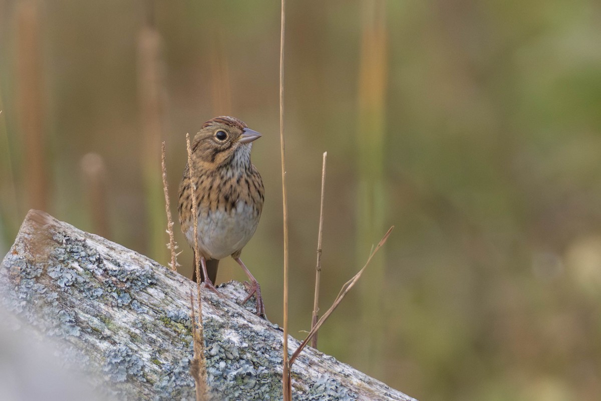 Lincoln's Sparrow - ML641720148