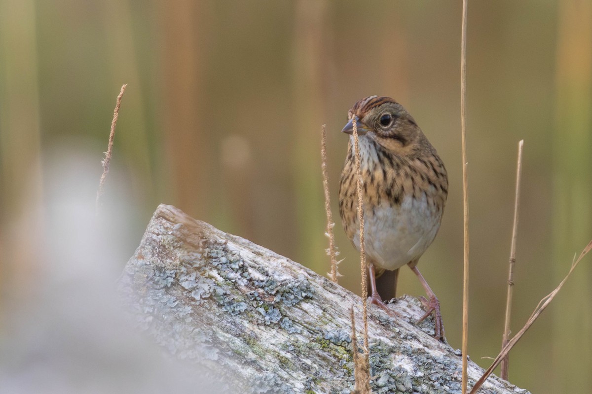 Lincoln's Sparrow - ML641720153