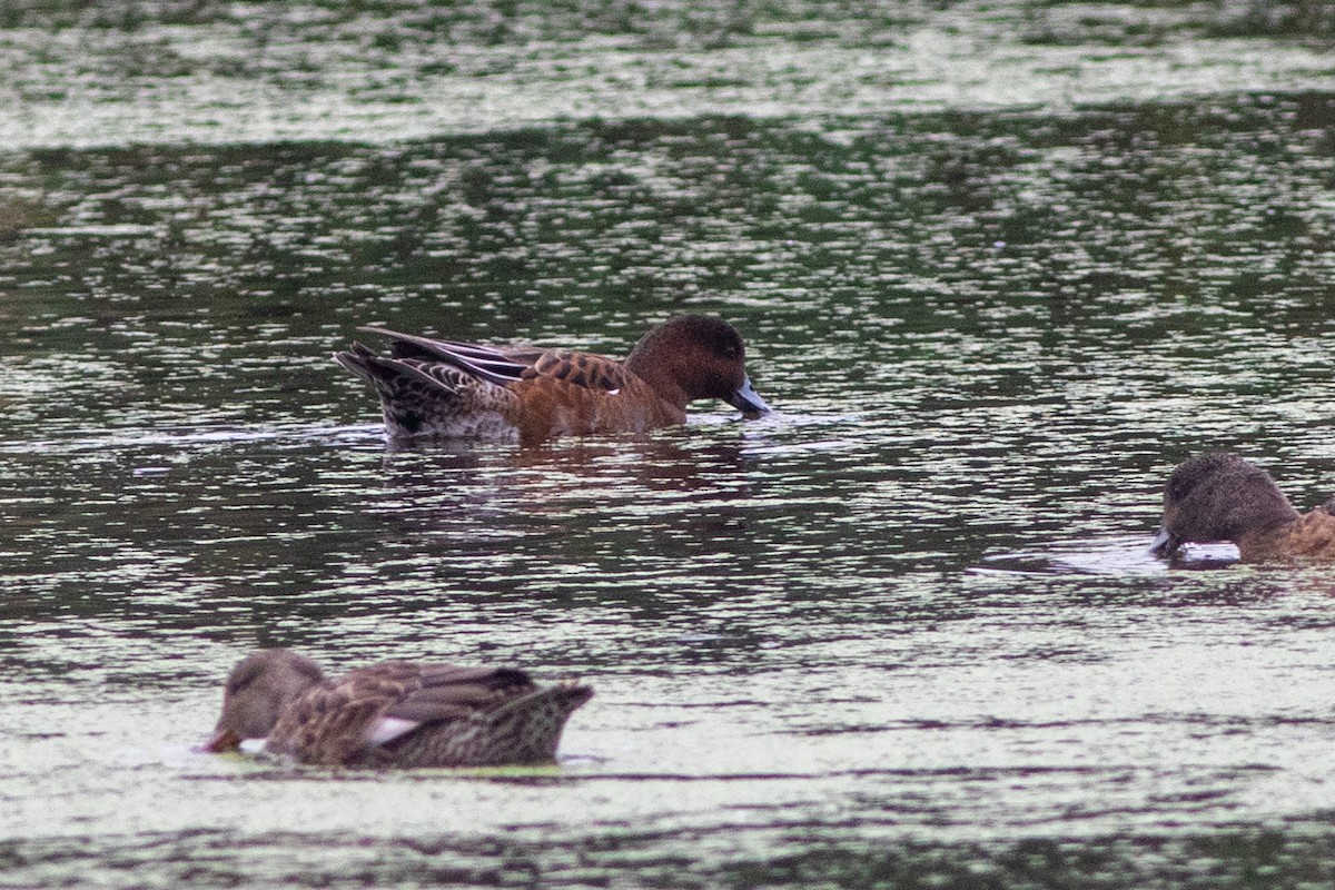Eurasian Wigeon - ML641720182