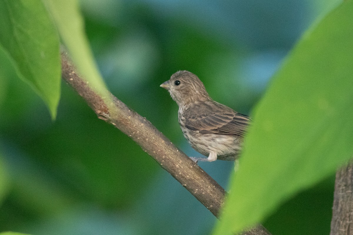 House Finch - ML641720219