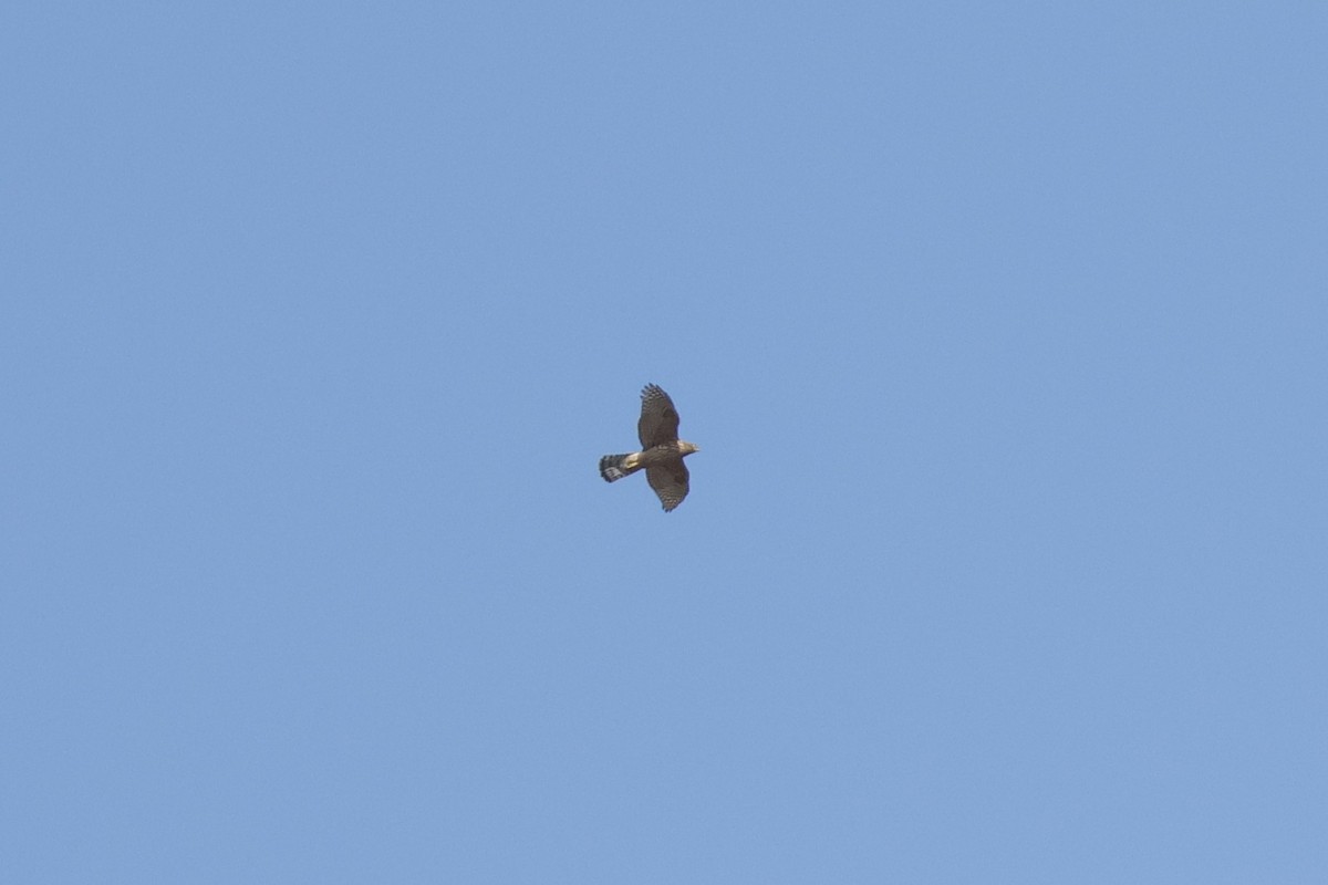Eurasian Goshawk - ML641720224