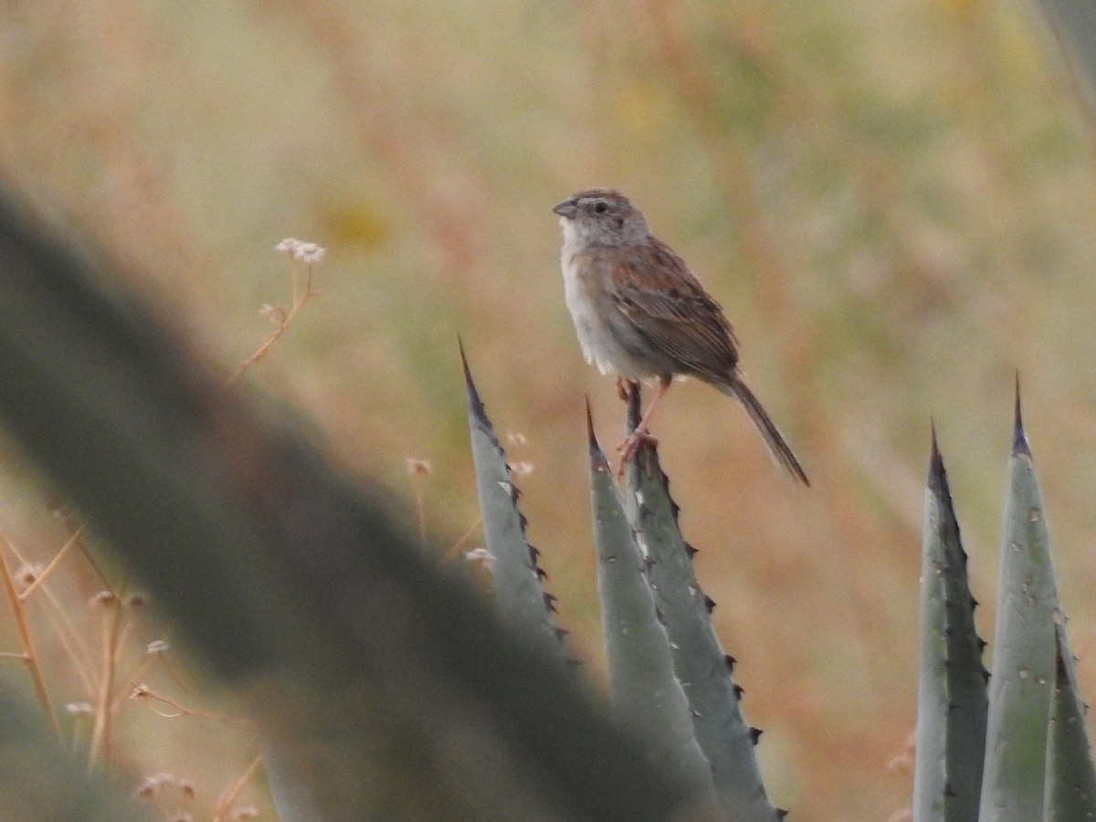 Botteri's Sparrow - ML641720310