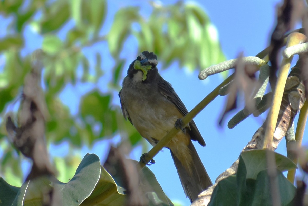 Cinnamon-bellied Saltator - ML641720348