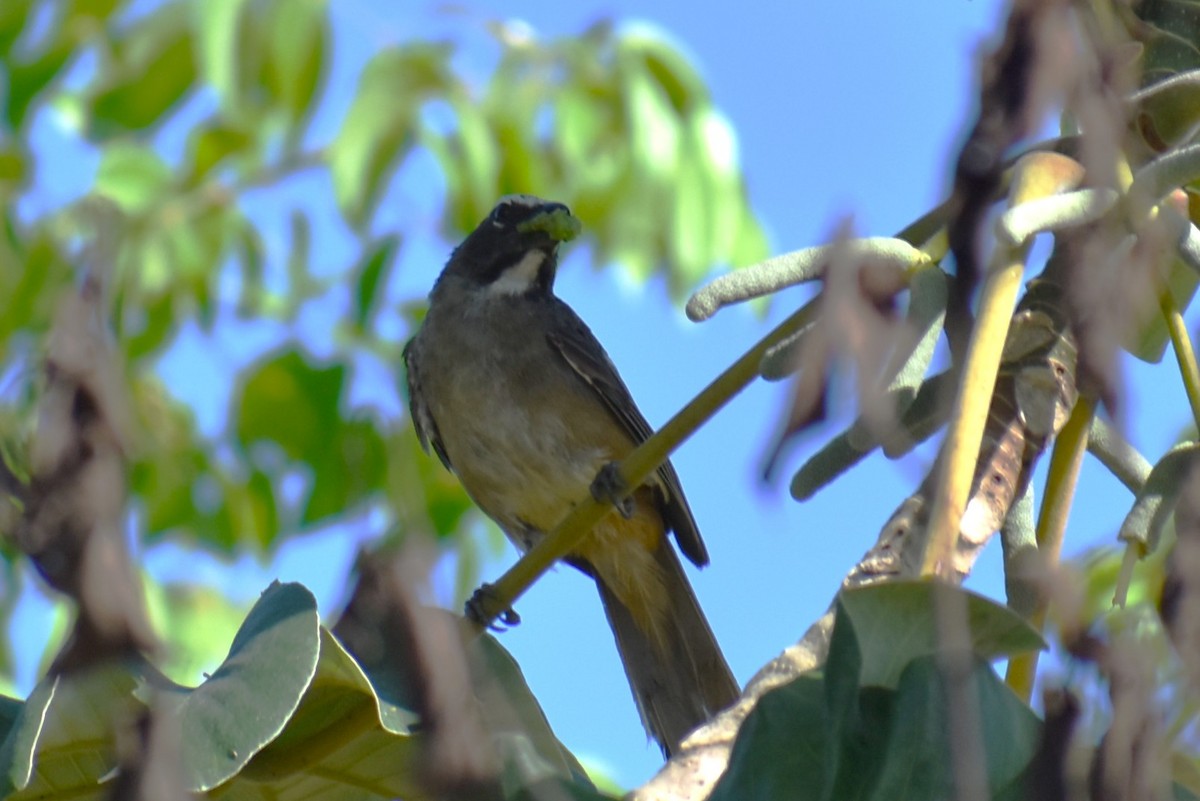 Cinnamon-bellied Saltator - ML641720351