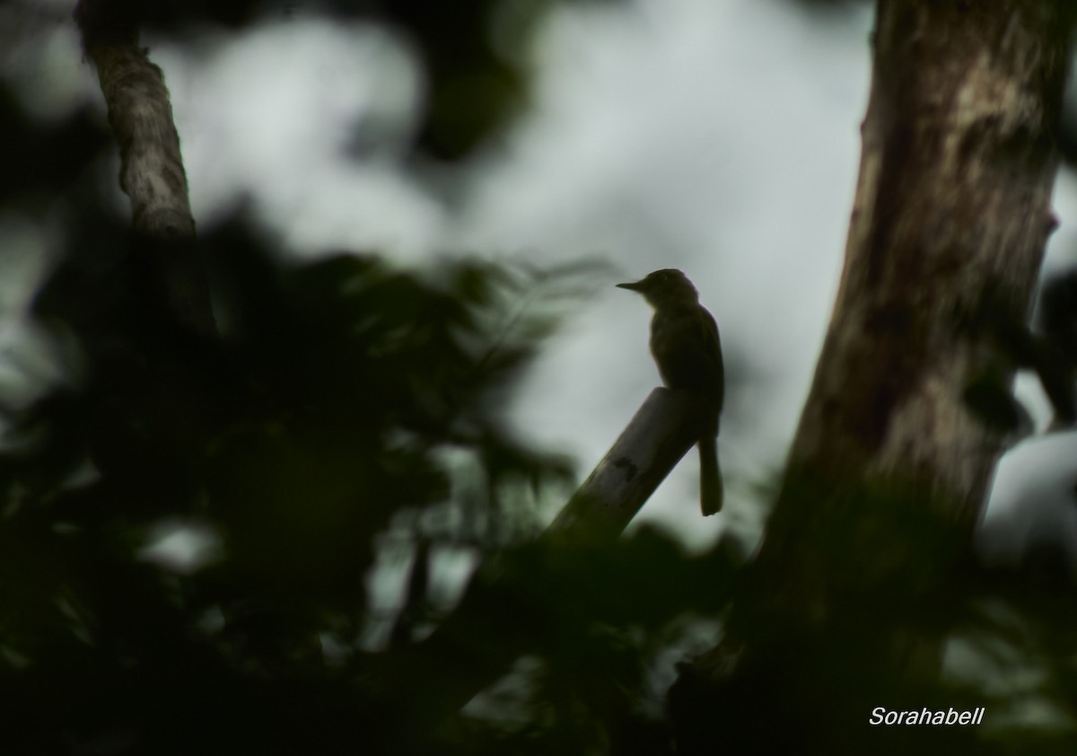 Cuban Pewee - ML641720367