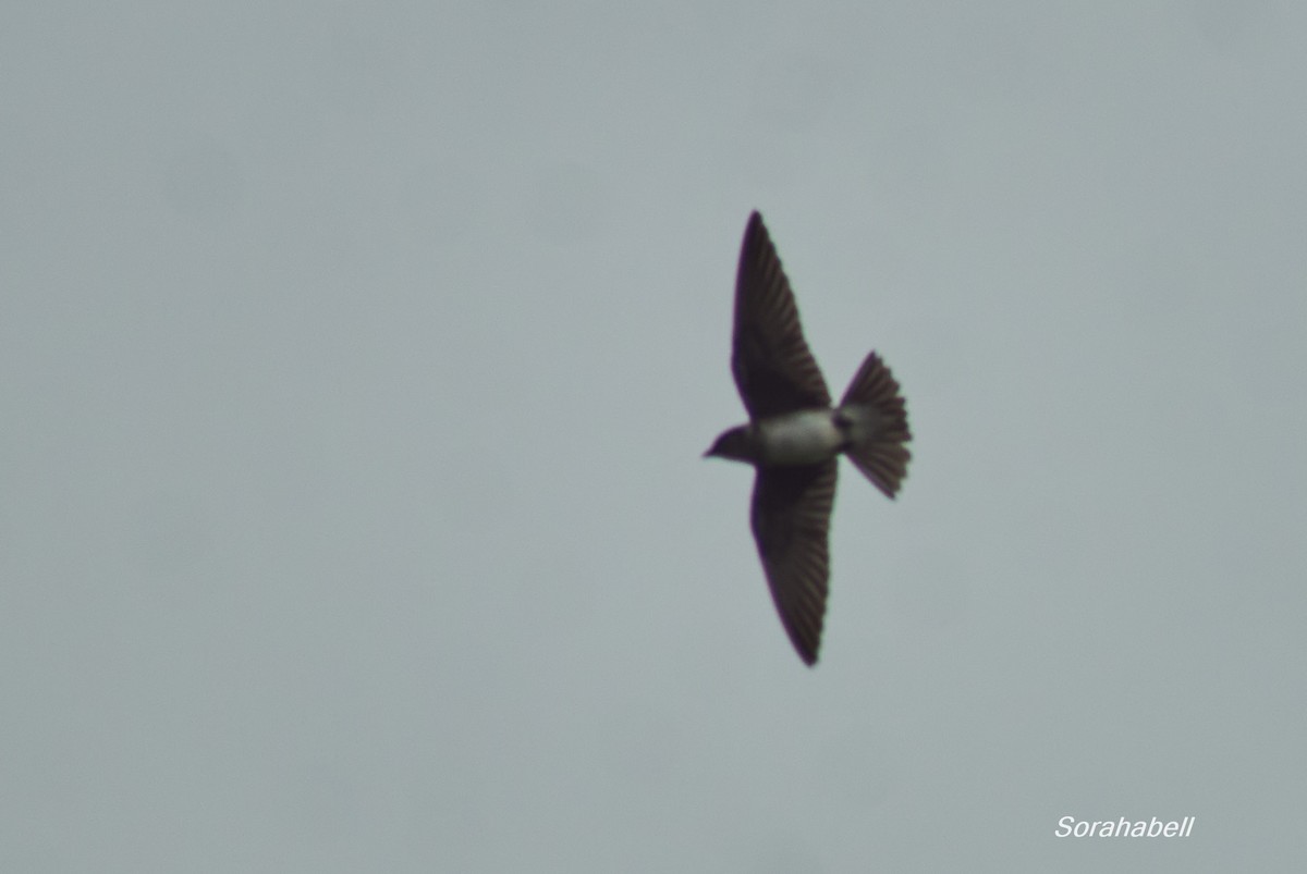 Cuban Martin - ML641720376