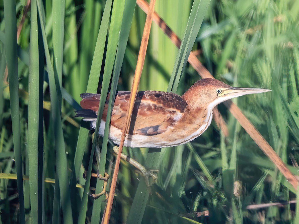 Least Bittern - ML641720409