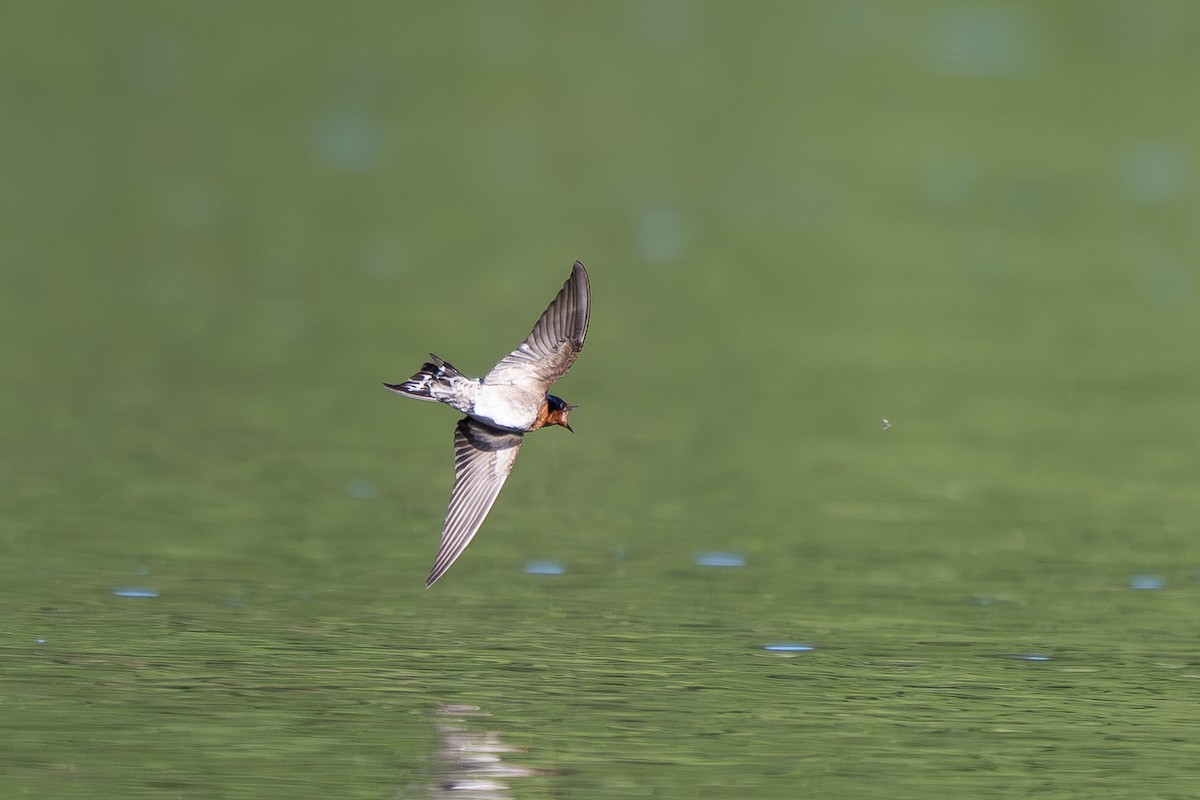 Welcome Swallow - ML641720467