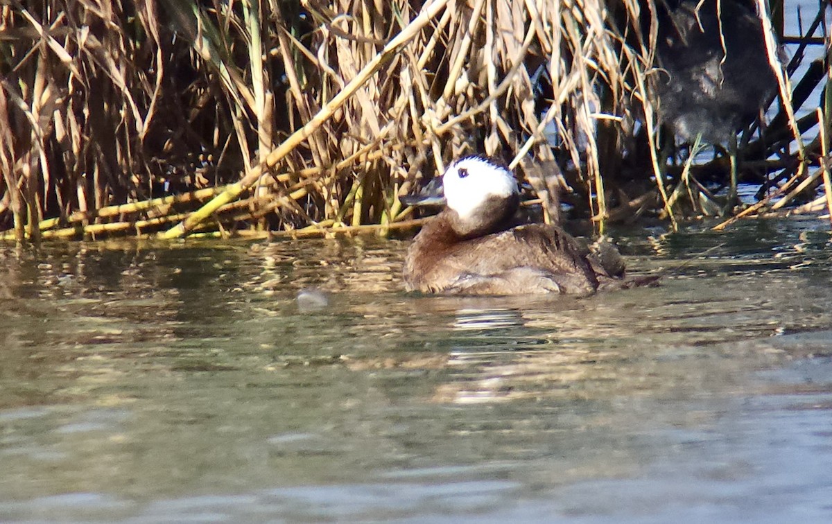 Ямаан сүүлт нугас - ML641720470