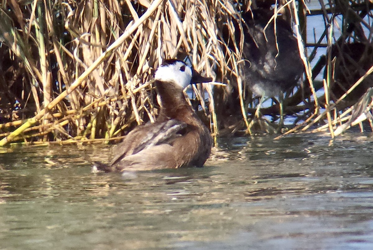 Ямаан сүүлт нугас - ML641720474