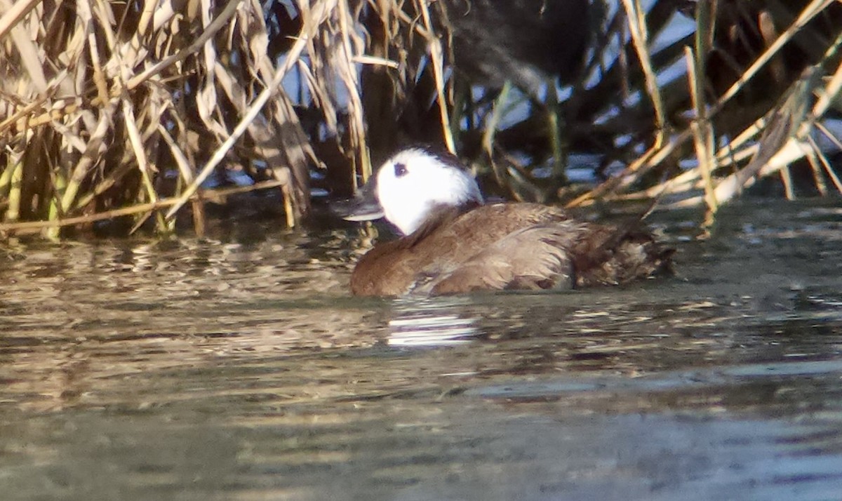 Ямаан сүүлт нугас - ML641720486