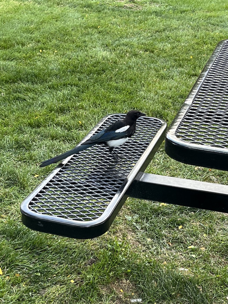 Black-billed Magpie - ML641720487