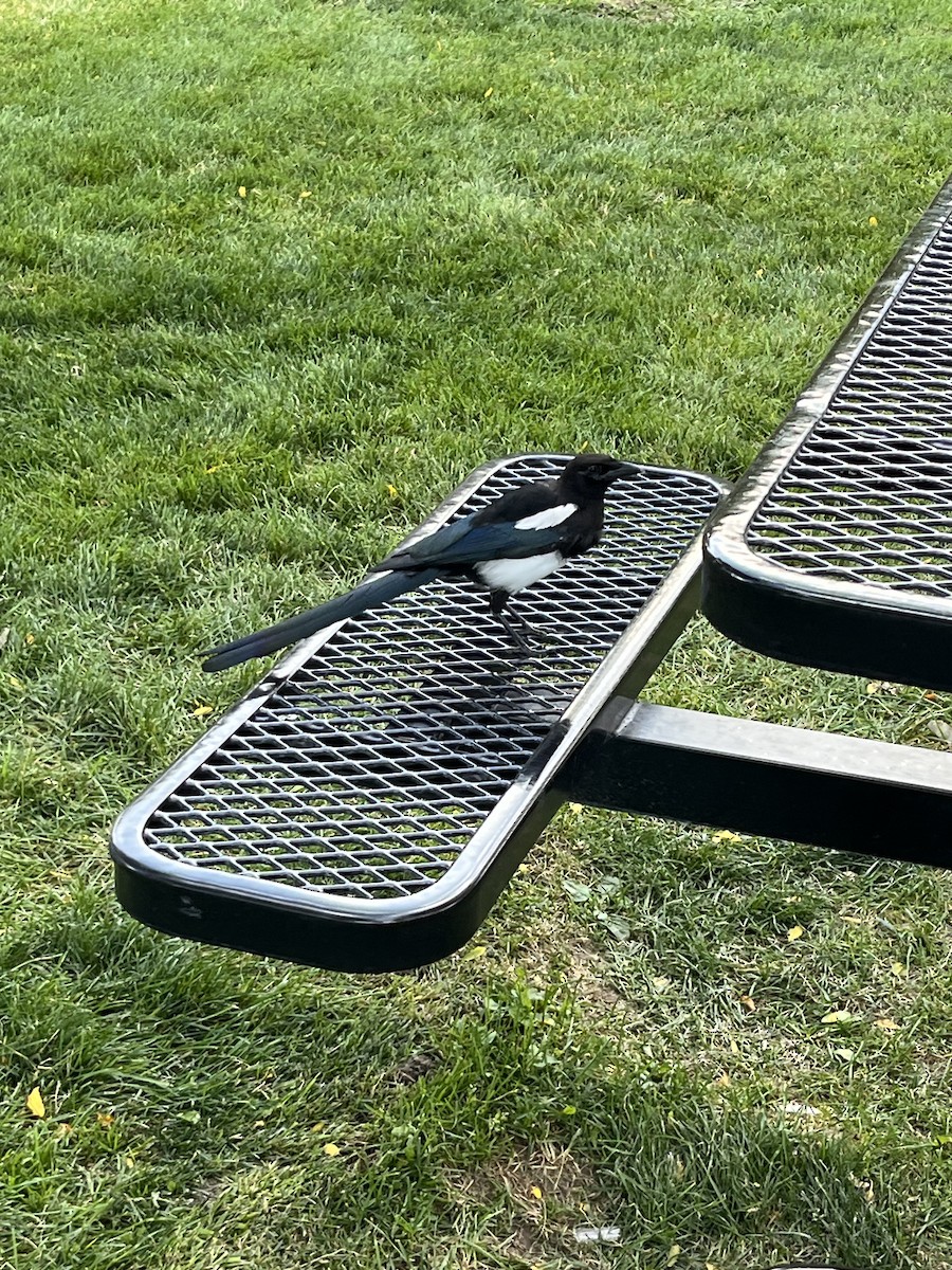 Black-billed Magpie - ML641720488