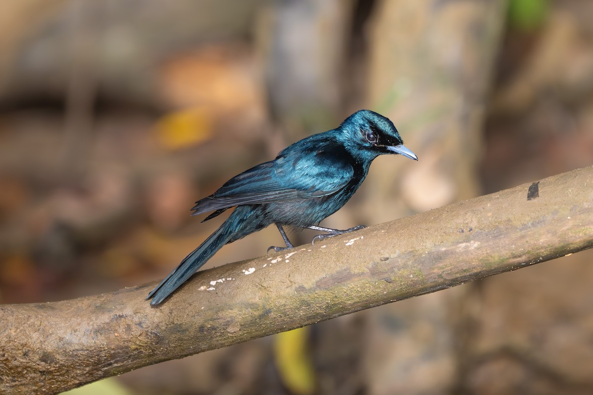 Shining Flycatcher - ML641720489